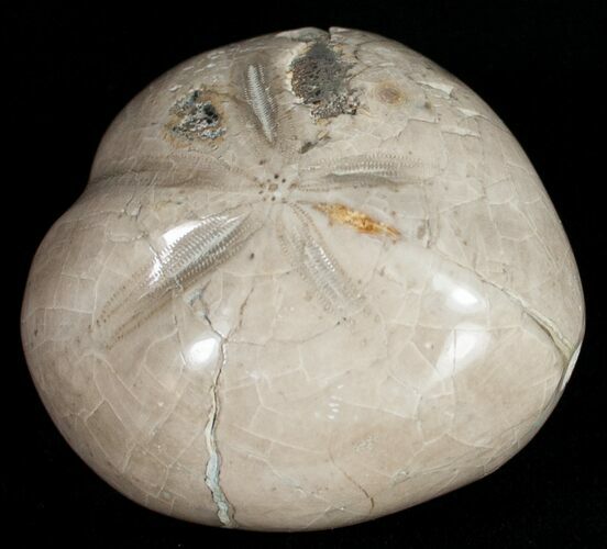 Polished Fossil Sea Urchin (Micraster) #10271